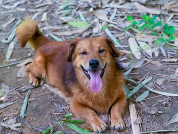 Corgi Golden Retriever Mix Breed: Info, Pictures, Temperament & More
