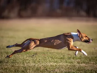 How Fast Do Whippets Run? Vet-Reviewed Facts & Comparison Chart