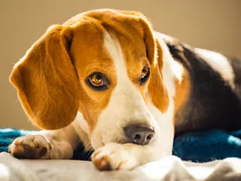 Why Do Dogs Bite Themselves? 6 Vet-Verified Reasons & Tips