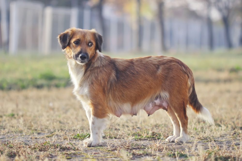 stray dog mom dog standing outdoors