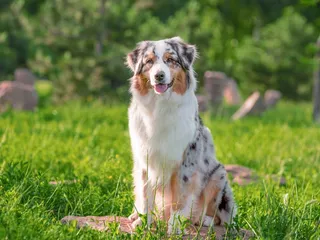 Australian Shepherd Dog Breed: Vet-Verified Info, Pictures, Care & More