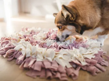 15 Easy Dog Enrichment Ideas You Can Do at Home (Vet-Approved)