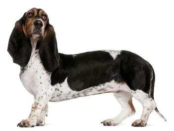 Basset Artesien Normand Dog Breed: Info, Pictures & Care Guide