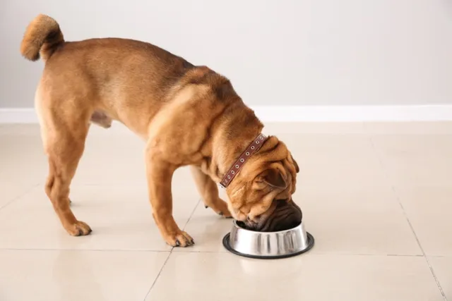 What Is Chicken Meal in Dog Food and How Safe Is It? Vet-Verified Facts & FAQ