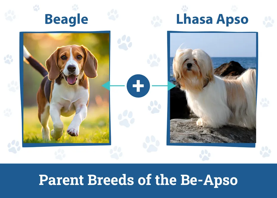 Parent Breeds of the Be-Apso