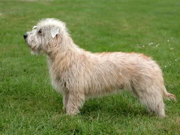 Glen of Imaal Terrier Dog Breed: Info, Pictures, Care & More