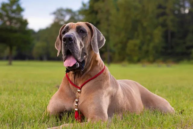 Is a Great Dane a Good Family Dog? (Breed Facts & Characteristics)