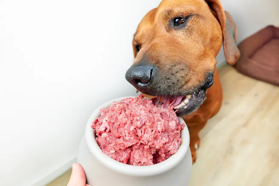 Feeding dog natural raw minced meat food Close-up dog eating raw meat from its bowl