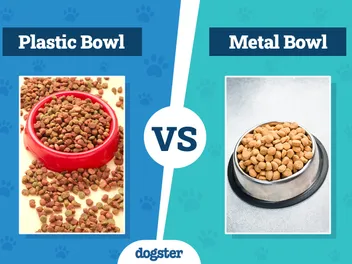 Plastic vs Metal Dog Bowls: Which Is Right for Your Needs?