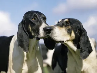 Chien Français Blanc et Noir Dog Breed: Info, Pictures & Care Guide