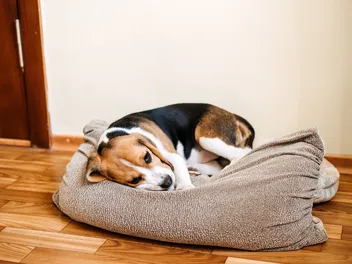 Do Dogs Have Period Cramps? Vet-Verified Health Facts & FAQ