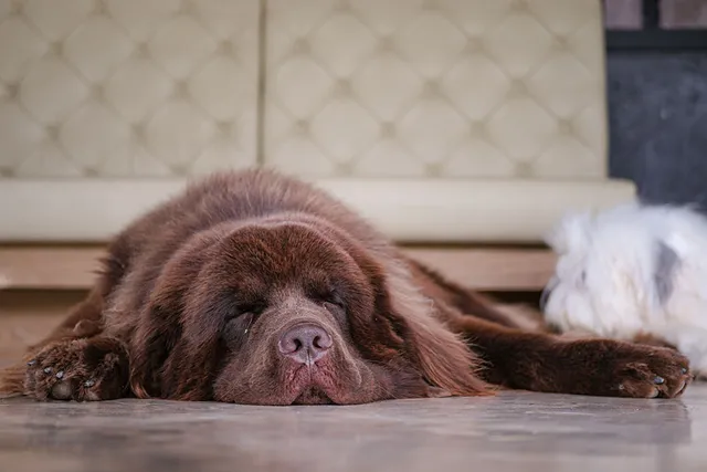 What Do I Do if My Dog Dies at Home? Vet-Verified Step By Step Guide