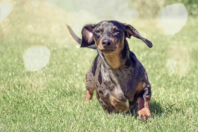 Can Dachshunds Run Fast? Average Speed & Breed Comparison