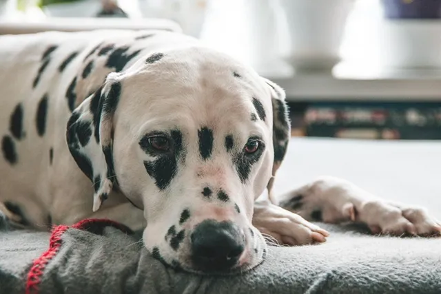 Can Fleas Cause Anemia in Dogs? Vet-Reviewed Signs & Prevention