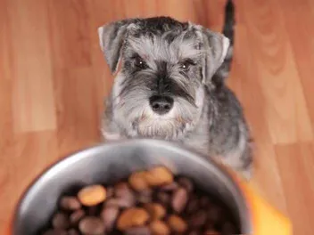 How to Hold a Dog Food Drive for a Rescue or Shelter: 9 Tips & Tricks