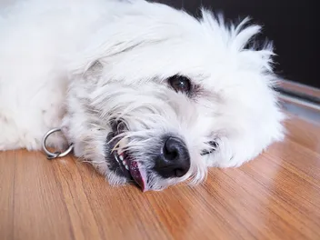 Dog Tremors: Causes, Diagnosis & Treatment (Vet Answer)