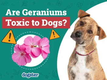 Are Geraniums Toxic to Dogs? Vet-Verified Facts & FAQ