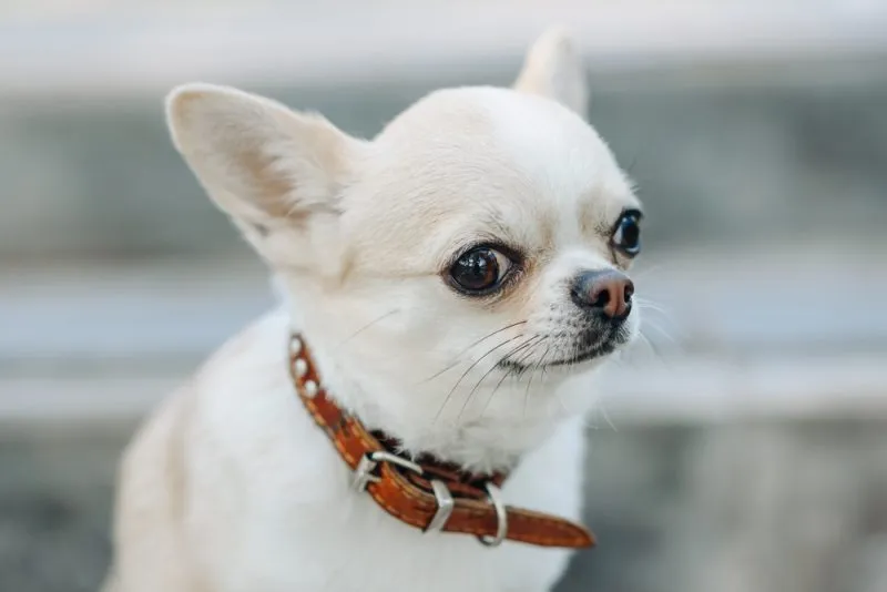 red and white chihuahua dog sitting on stone stairs in park in sunny summer day