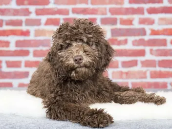 Australian Labradoodle Dog Breed: Info, Pictures, Temperament & Traits