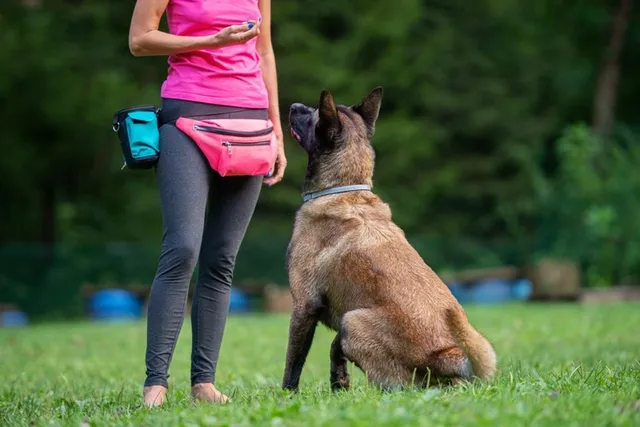 When Does a Belgian Malinois Calm Down? Exercise, Genetics & Stimulation