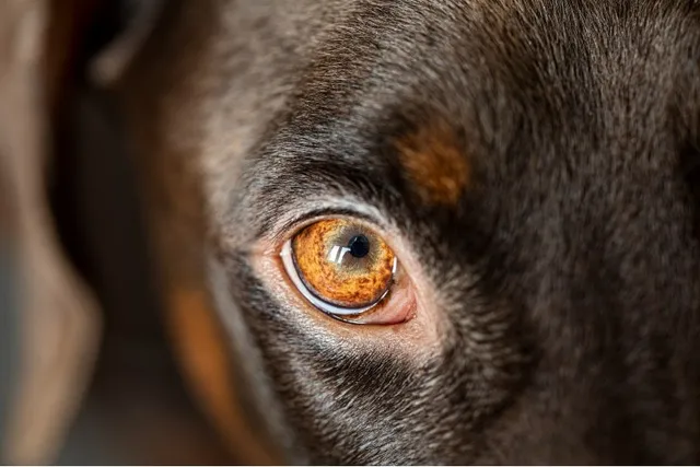 What Colors Can Dogs See? Vet-Reviewed Facts & FAQ