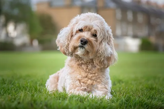 How Good Is a Dog’s Memory? Vet-Verified Canine Intelligence Facts