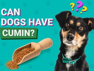 Can Dogs Have Cumin? Vet-Reviewed Nutrition Facts & FAQ