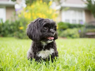 38 Adorable Shih Tzu Mixes (With Pictures)