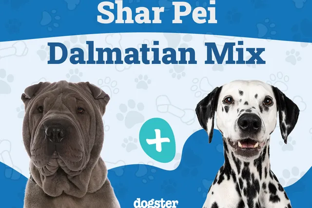 Sharmatian (Shar-Pei & Dalmatian Mix): Info, Pictures, Care & More