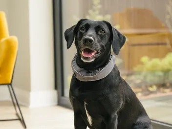 This Award-Winning, AI-Powered Smart Collar is $120 Off for Black Friday and Cyber Monday