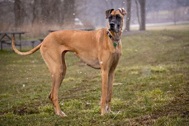 Fawn Great Dane: Info, Pictures, Origin & History