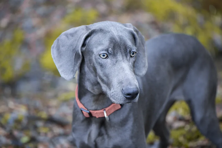 beautiful blue Weimaraner dog
