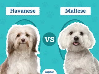 Havanese vs. Maltese: The Key Differences (With Info & Pictures)