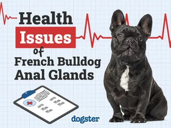 Common French Bulldog Anal Gland Health Issues Explained (Vet Answer)