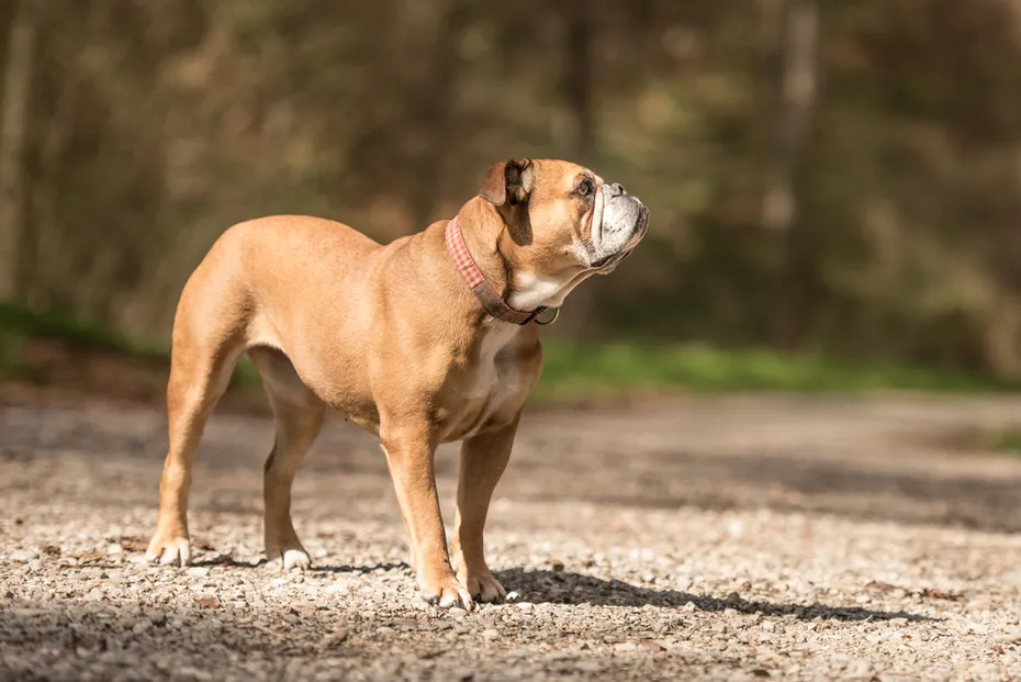 Continental Bulldog