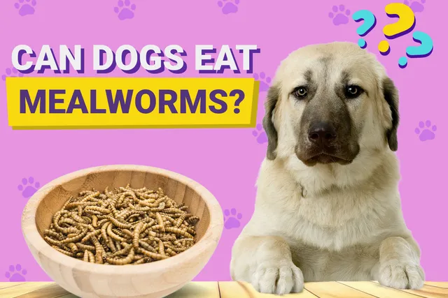 Can Dogs Eat Mealworms? Vet-Approved Nutritional Guide