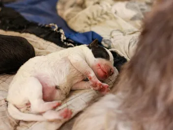 How to Keep a Weak Newborn Puppy Alive: Our Vet Explains the 11 Steps on What to Do