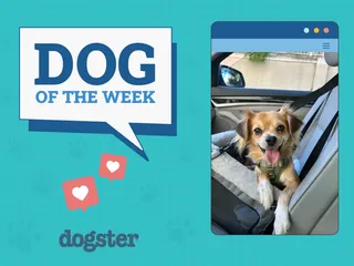 Dogster Photo Contest: Dogs of the Week Winners (November 27, 2025)