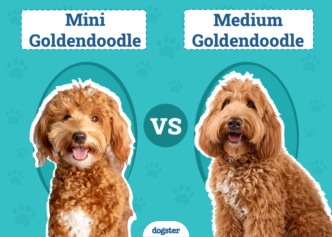 Mini vs Medium Goldendoodle