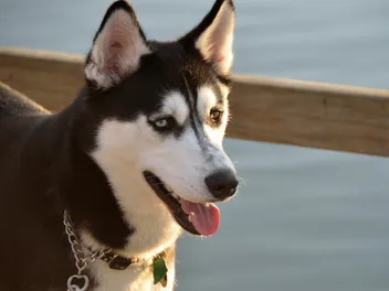 10 Common Husky Mixes: Info, Pictures & History