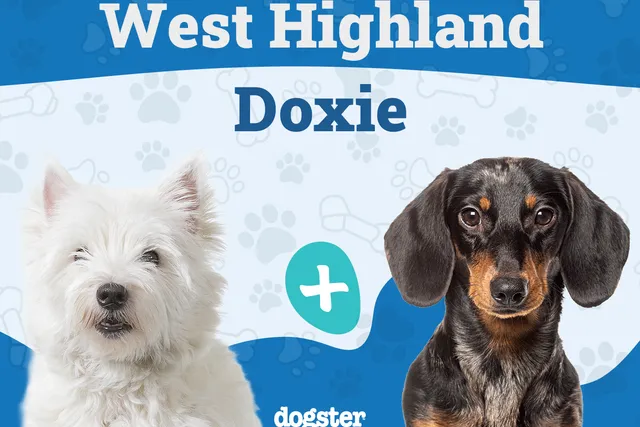 West Highland Doxie (Westie & Dachshund Mix): Info, Pictures, Care & More