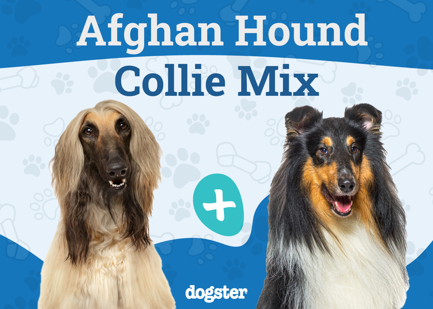 The Parent Breed of Afollie
