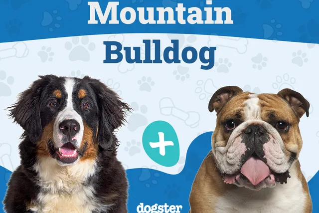Mountain Bulldog (Bernese Mountain Dog & Bulldog Mix): Info, Pictures, Care & More