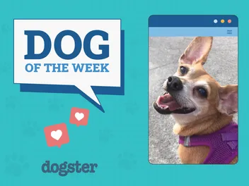 Dogster Photo Contest: Dogs of the Week Winners (January 8, 2026)