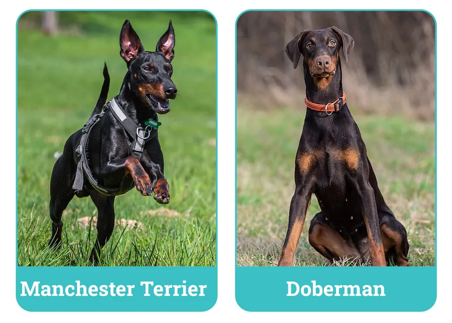 Manchester Terrier vs Doberman side by side