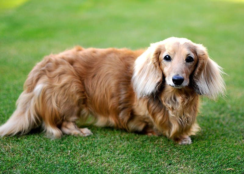 cream long haired dachshund outside