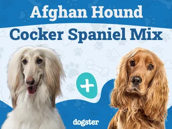 Afghan Spaniel: Info, Pictures, Care Guide & More