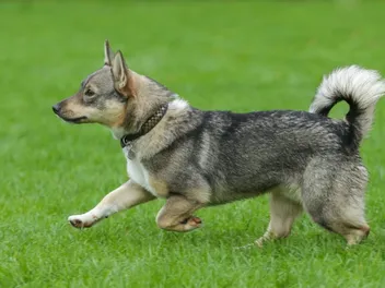 What Is a Wolf Corgi: Is It an Actual Breed?