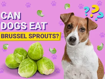 Can Dogs Eat Brussels Sprouts? Vet-Verified Nutrition Facts & Tips