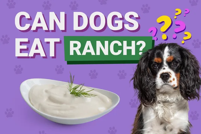 Can Dogs Eat Ranch Dressing? Vet-Verified Nutrition Facts & Risks